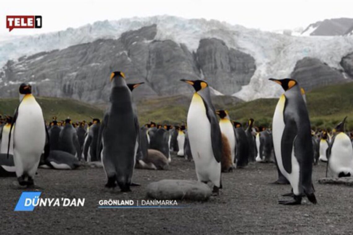 Tele1 placed under state trusteeship; live broadcast cut and penguin documentary aired