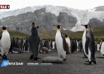 Tele1 placed under state trusteeship; live broadcast cut and penguin documentary aired