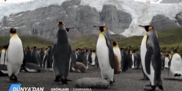 Tele1 placed under state trusteeship; live broadcast cut and penguin documentary aired